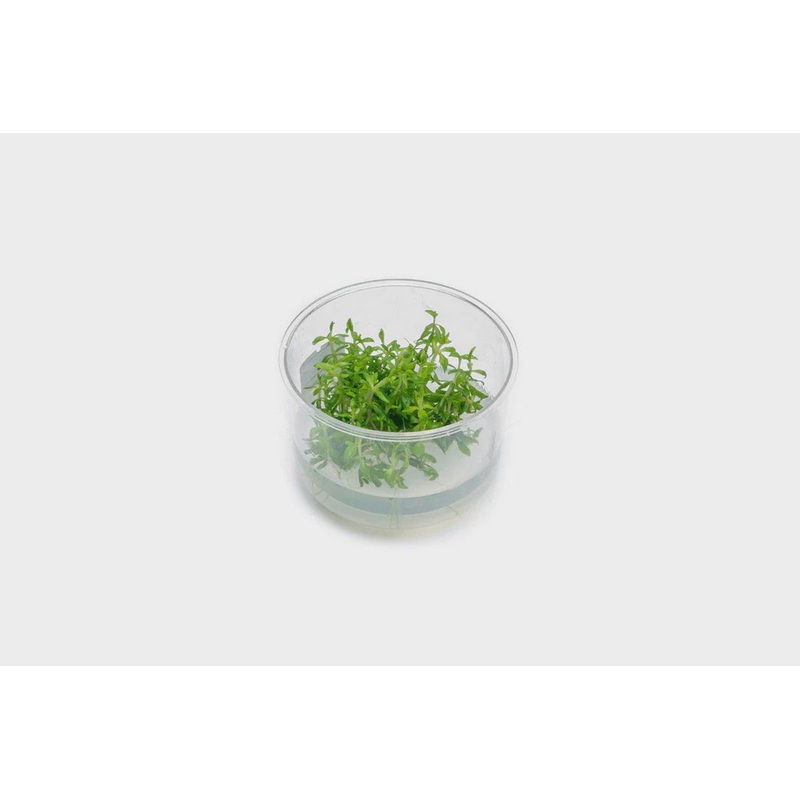 Limnophila Vietnam Tissue Culture