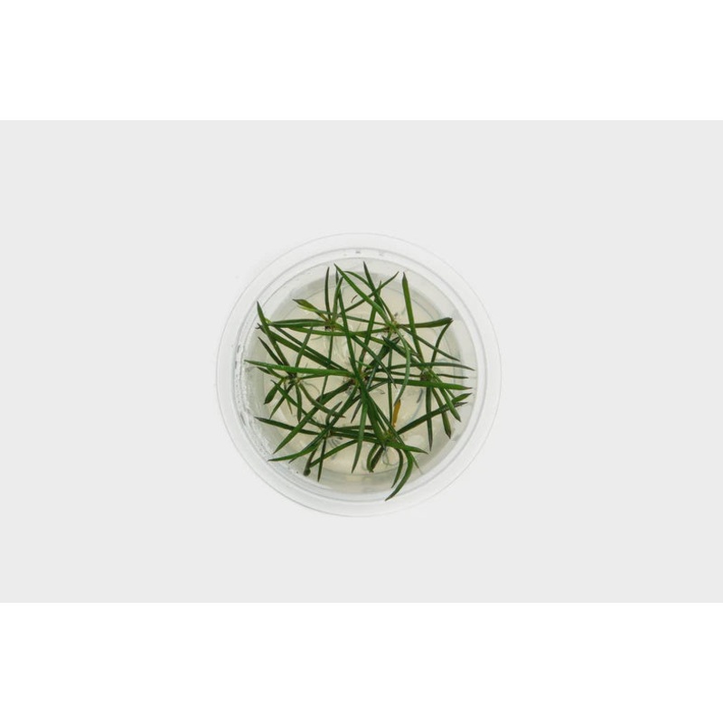 Littorella Uniflora Tissue Culture