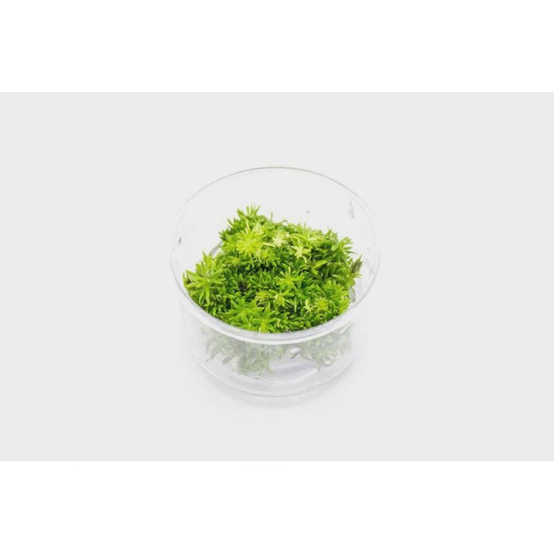 Pogostemon Erectus Tissue Culture