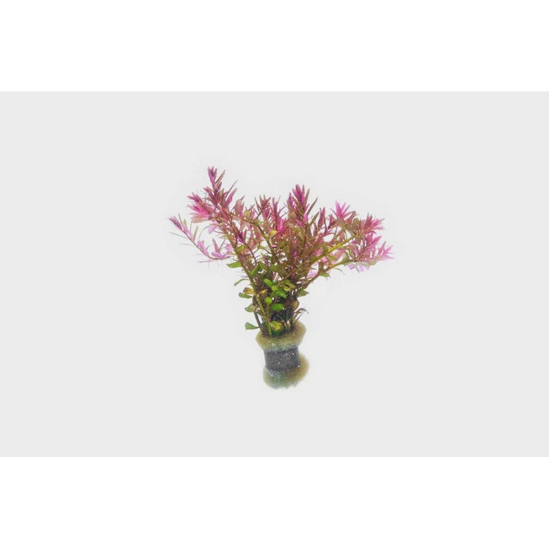 ROTALA BLOOD RED