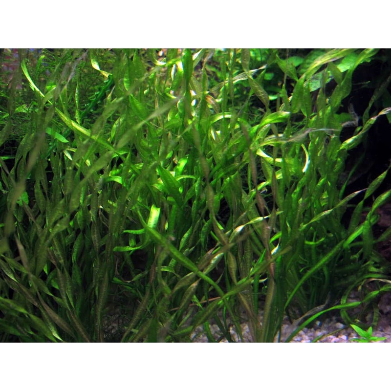 VESUVIUS SWORD PLANT -Echinodorus VESUVIUS
