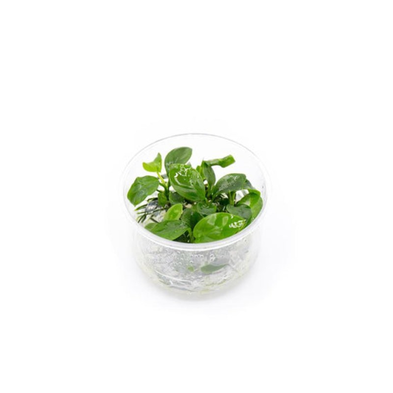 Anubias Barteri UNS Tissue Culture