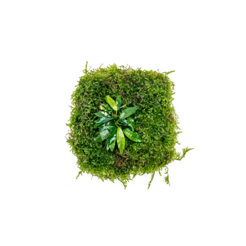 Anubias Minima & Christmas Moss - Foresta Mat
