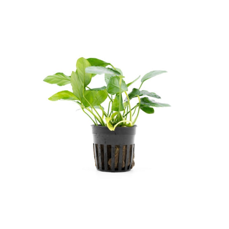 Anubias Nana Paxing