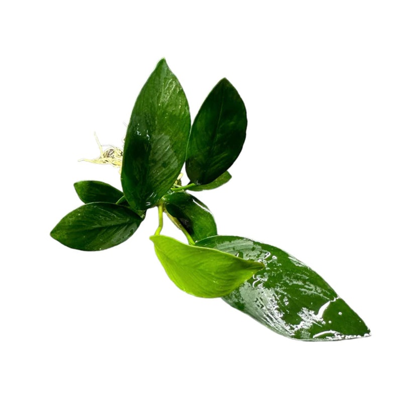 ANUBIAS NANCOM