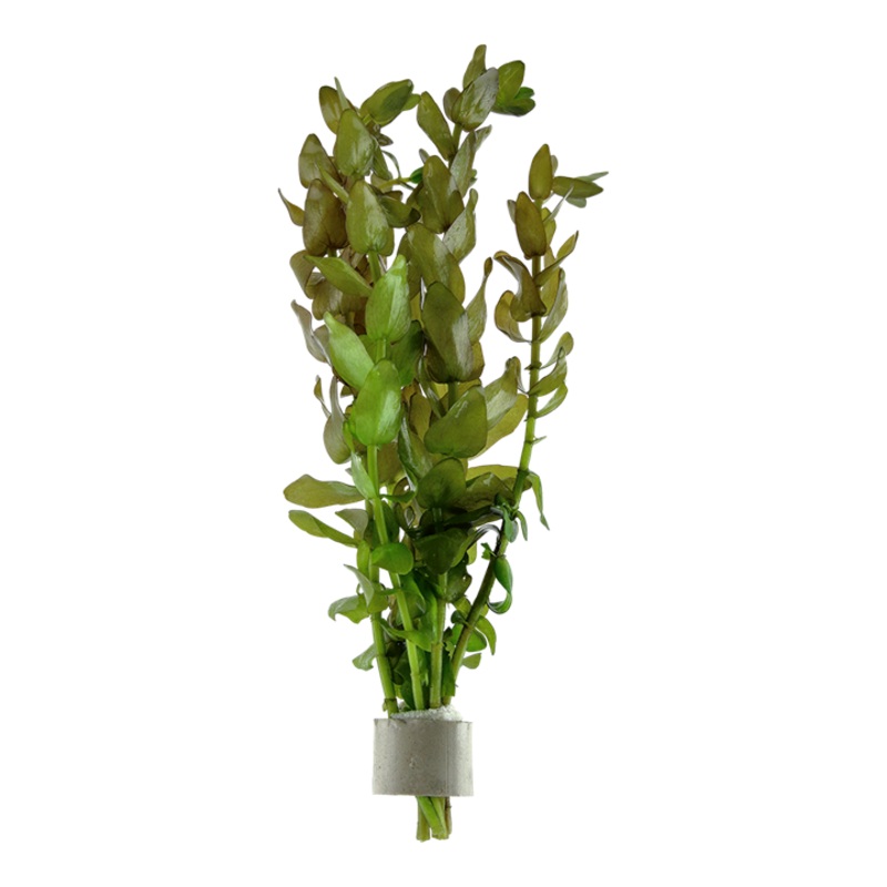Bacopa caroliniana