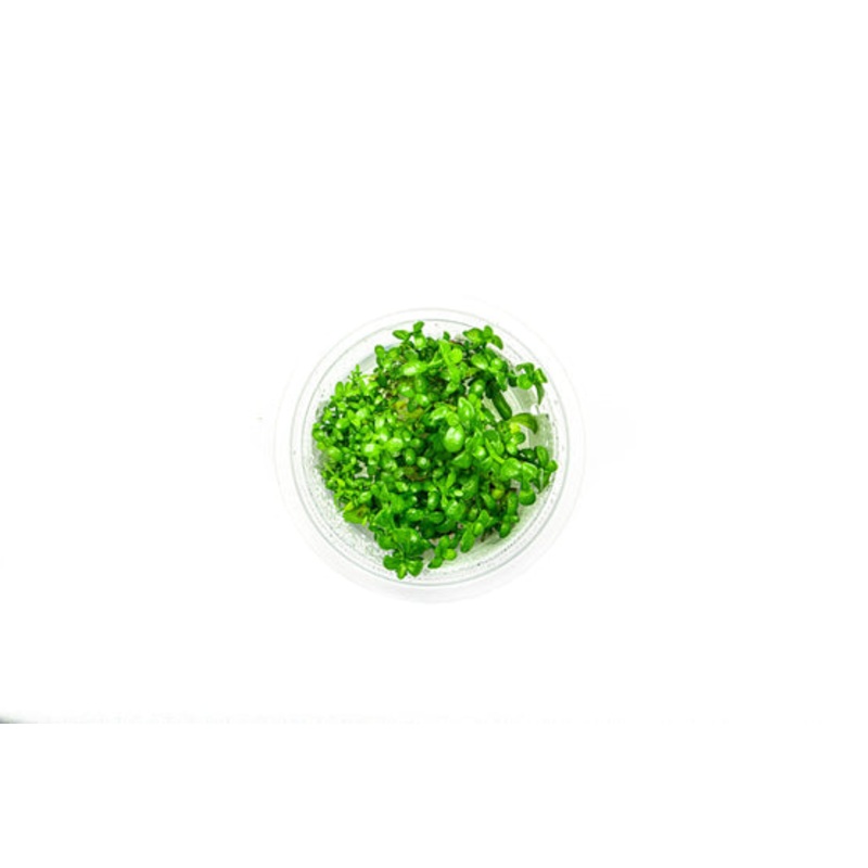 Bacopa Monnieri