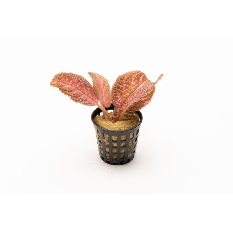 Episcia Ruby Red Dress