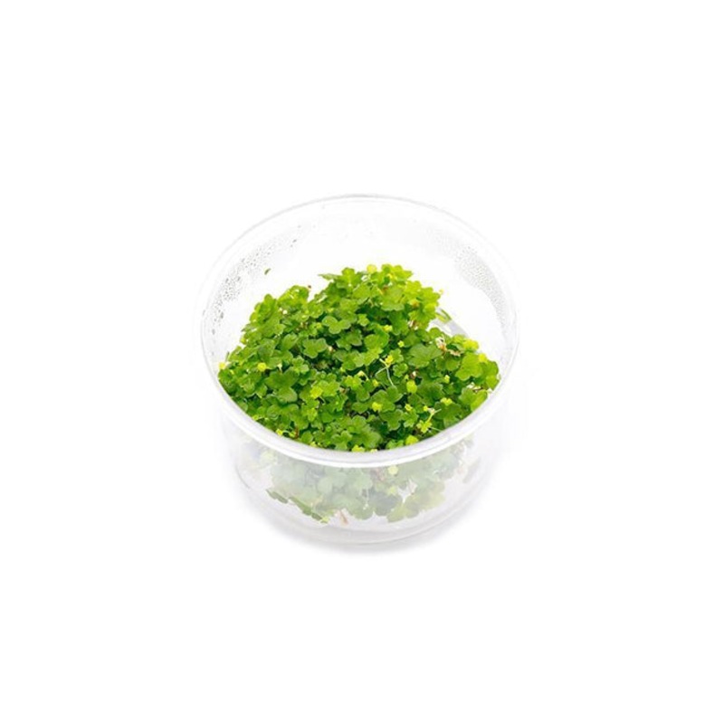 Hydrocotyle Tripartita