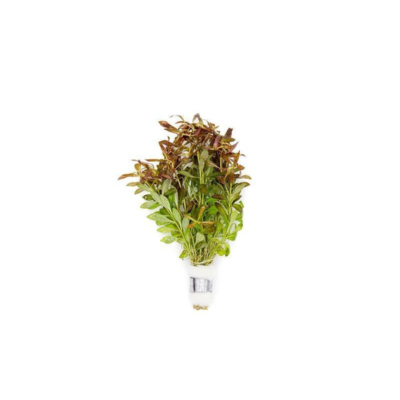 Ludwigia Arcuata