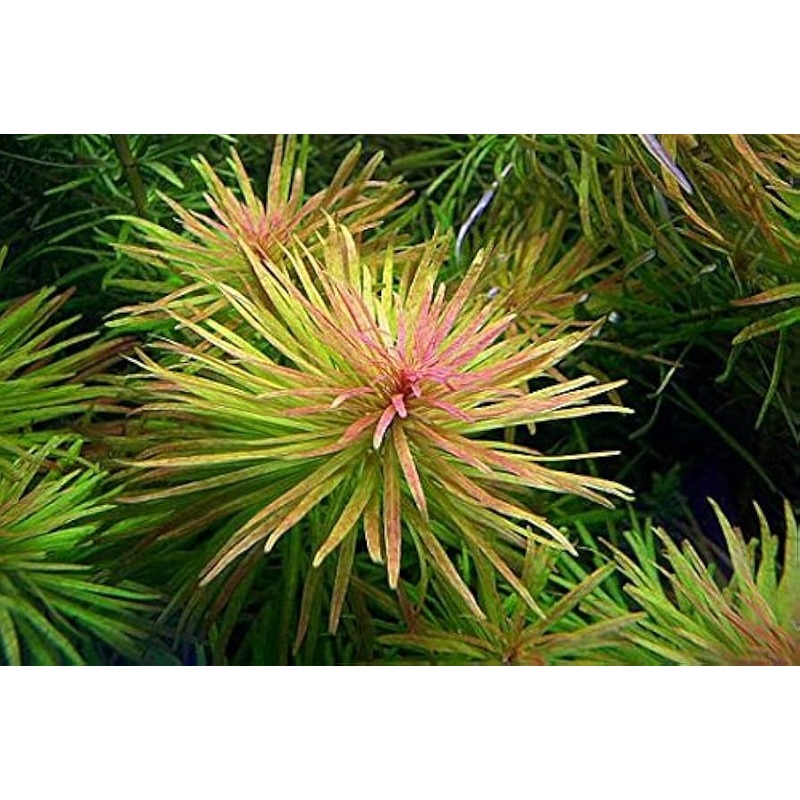 Ludwigia Cuba