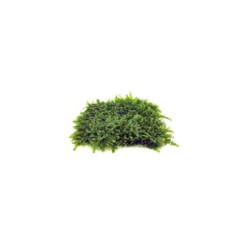 Mini Christmas Moss on Stainless Steel