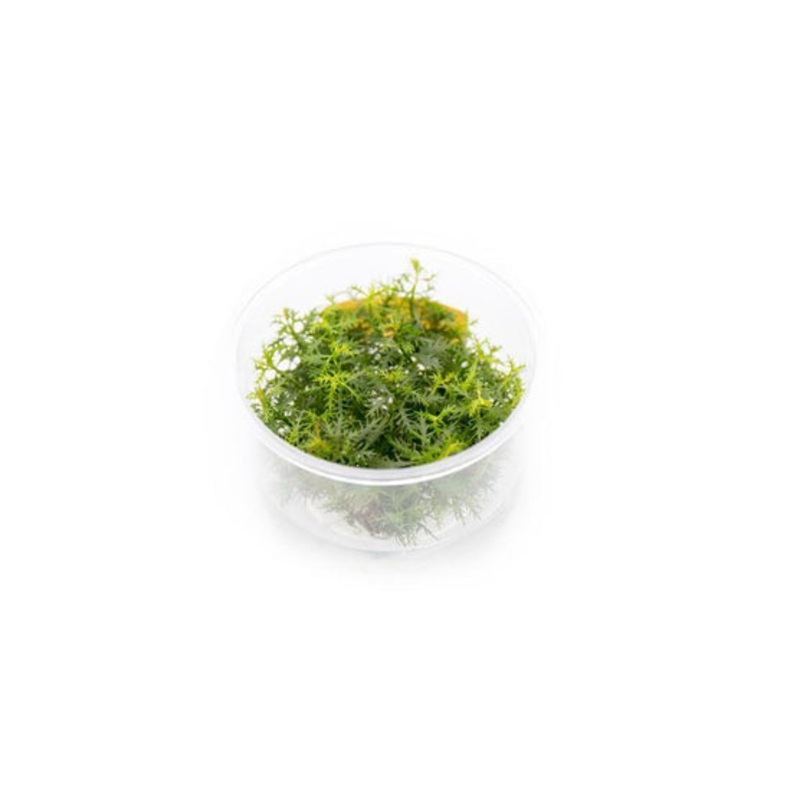 Proserpinaca Palustris UNS Tissue Culture