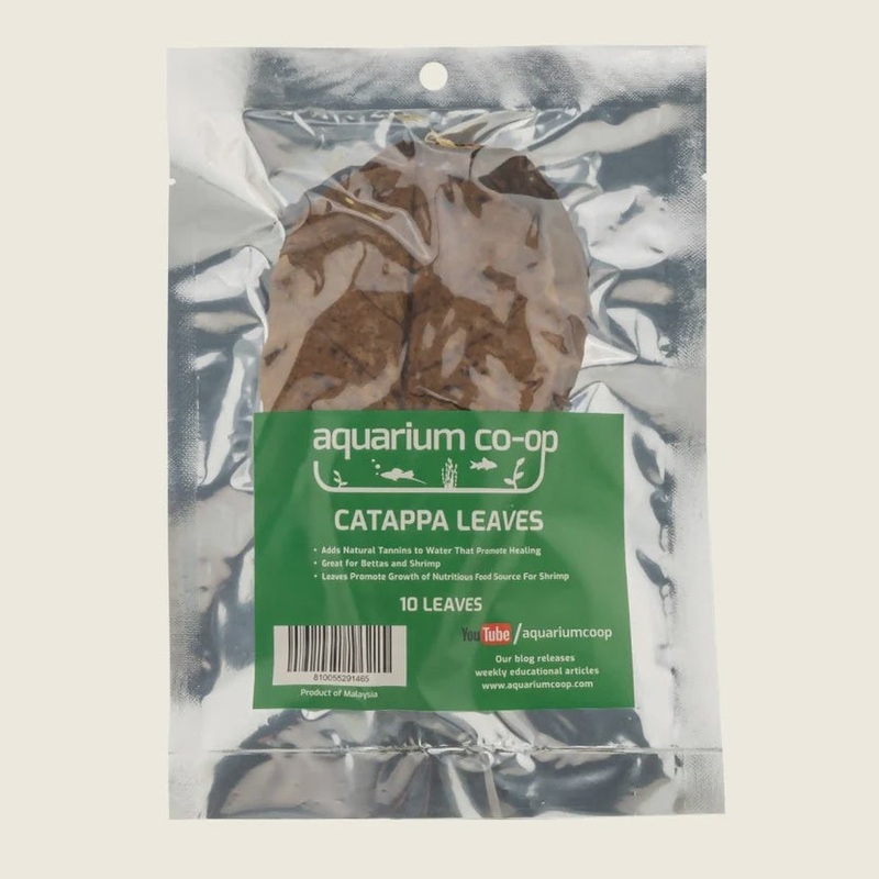 20 Catappa Leaves