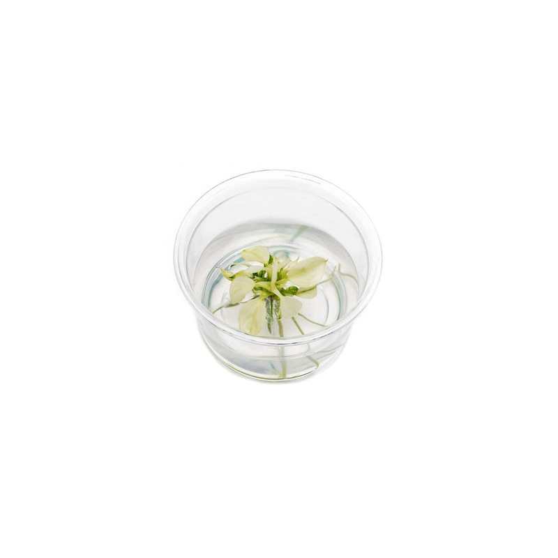 Anubias Nana Pinto TISSUE CULTURE