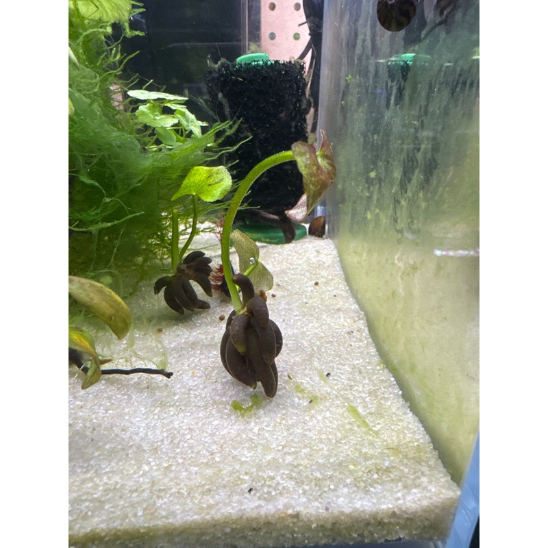 Banana Plant