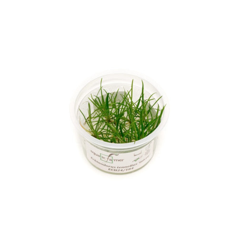 Echinodorus Tennellus Micro Tissue Culture