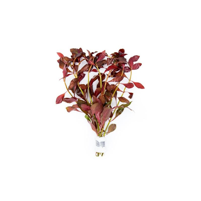 Ludwigia Glandulosa var. Diamond