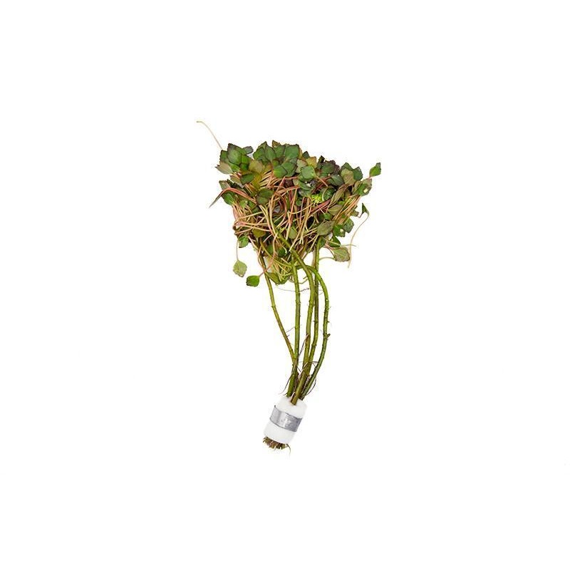 Ludwigia Sedioides