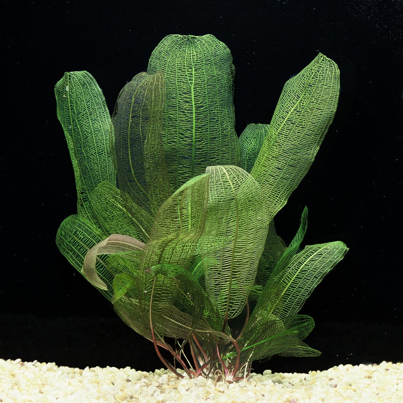 Madagascar Lace Plant