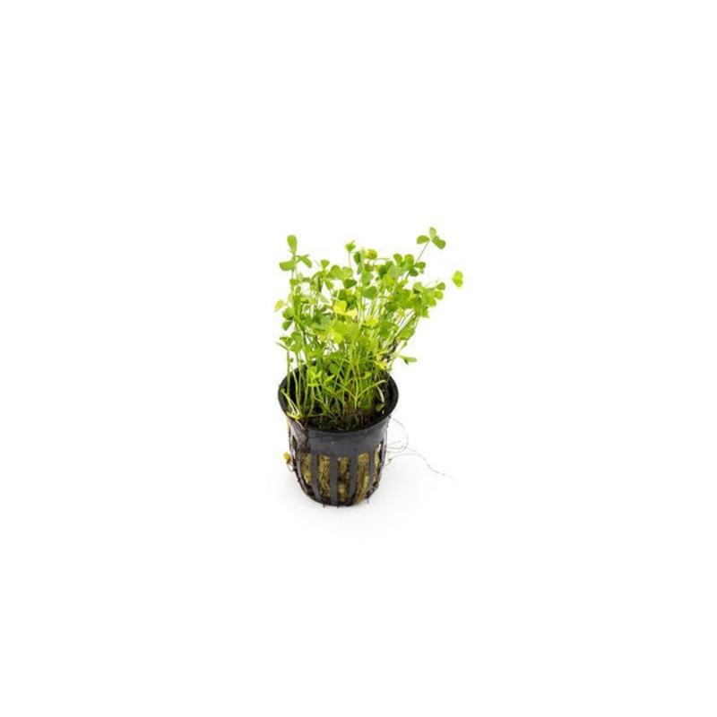 Marsilea Crenata