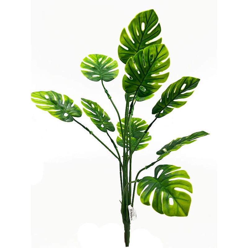20" Monstera