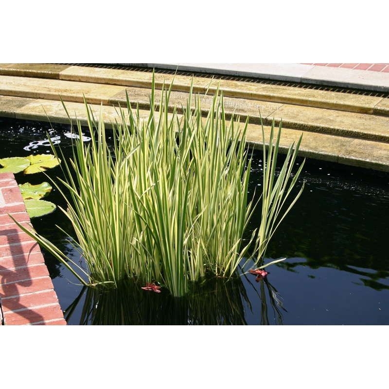 Acorus calamus 'Variegatus' SWEETFLAG