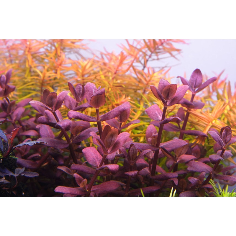 Bacopa Purple Salzmannii