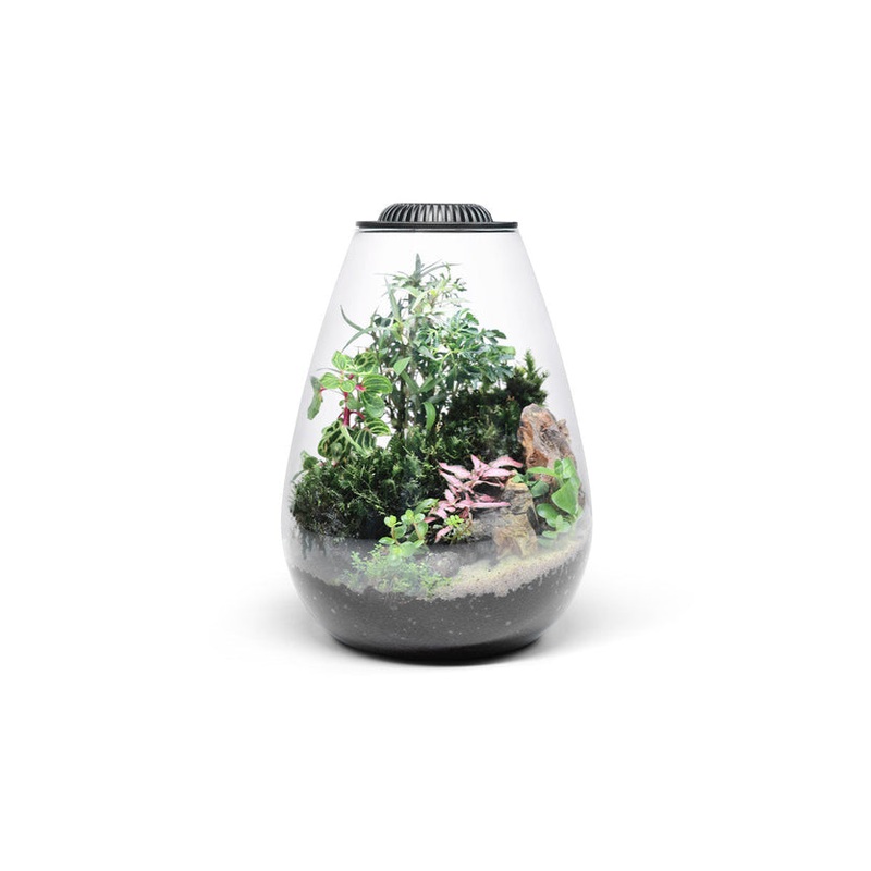 Bio Bowl Terrarium Kit