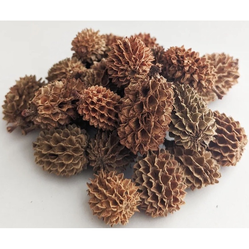 Casuarina Cones 20 count