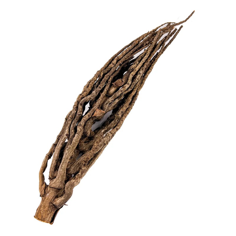 Coconut Palm Flower Stock
