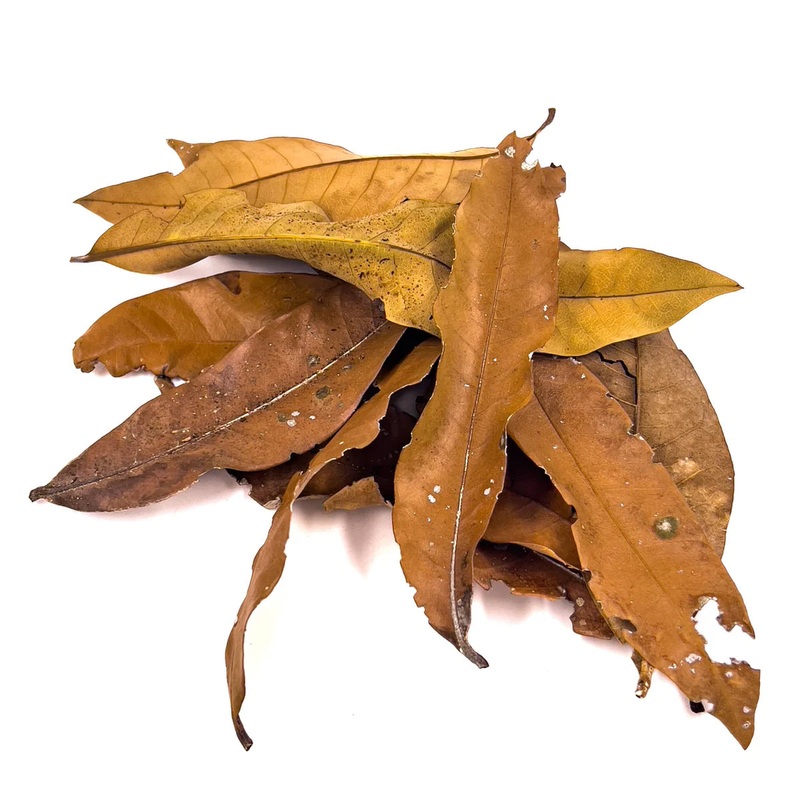Dimocarpus Longan Leaf Litter