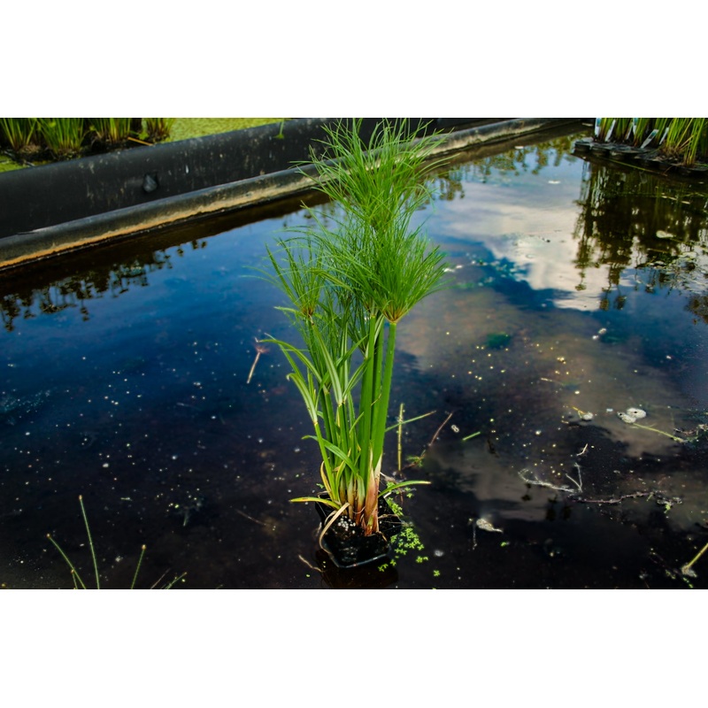 Dwarf Giant Papyrus