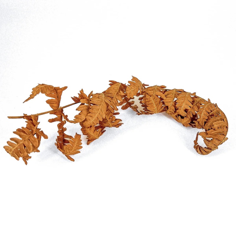 Fern Fronds