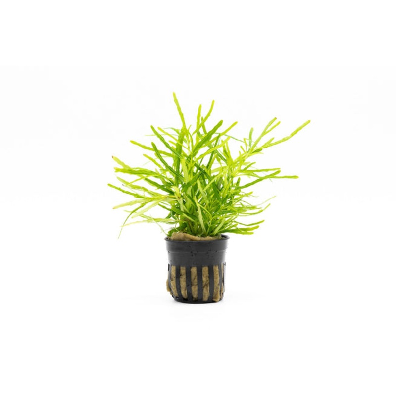 Hemigraphis Repanda Green