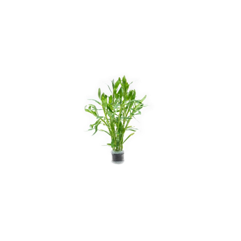 Heteranthera Zosterifolia STAR GRASS