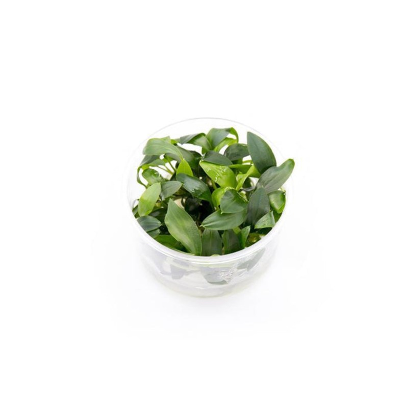 Homalomena Sp Sekadau South Tissue Culture