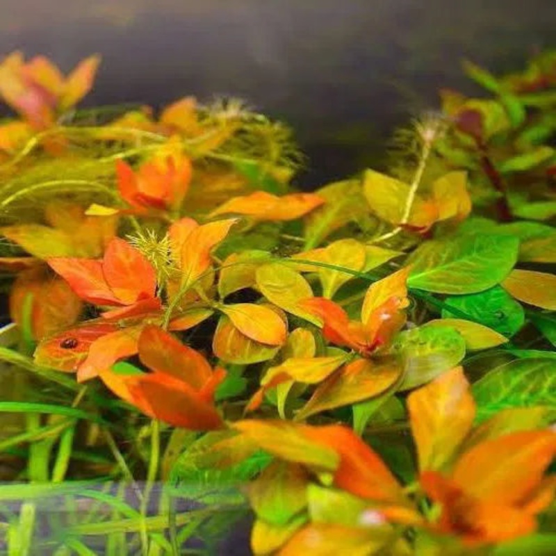 Ludwigia Dark Orange ATLANTIS