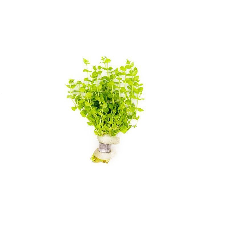 Micranthemum Umbrosum