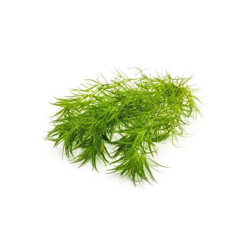 Najas Indica GUPPY GRASS