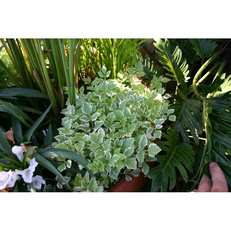 Oenanthe javanica 'Flamingo' WATER CELERY
