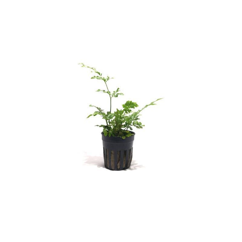 Pteris Ensiformis (Sword Brake Fern)