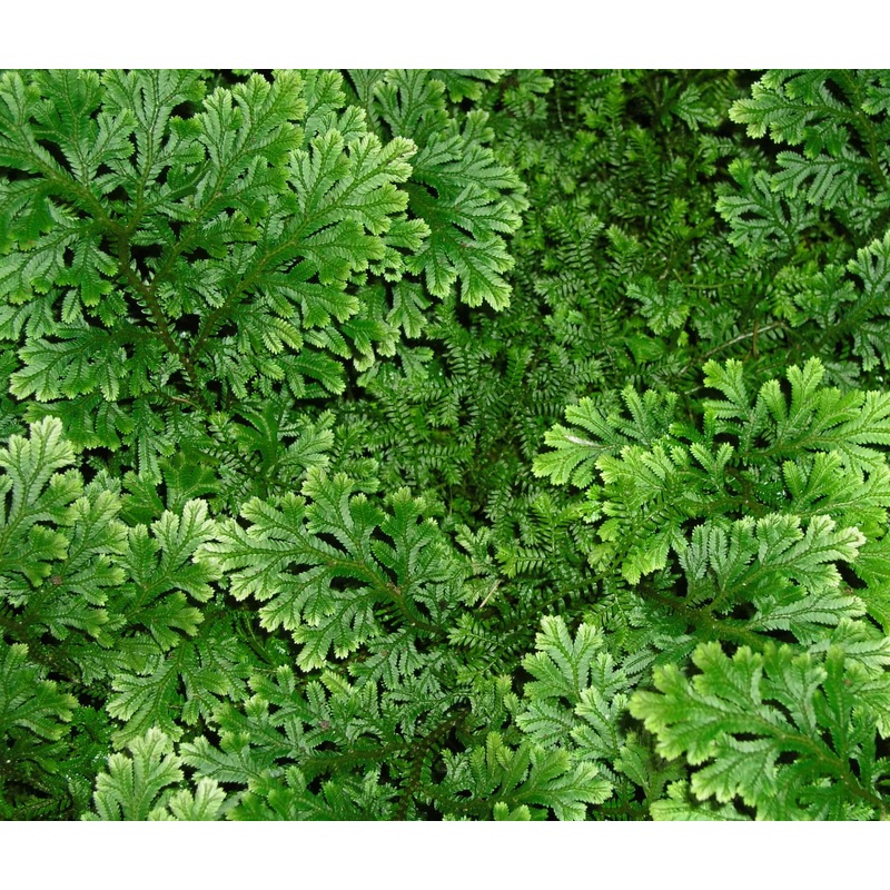 Selaginella Indonesia