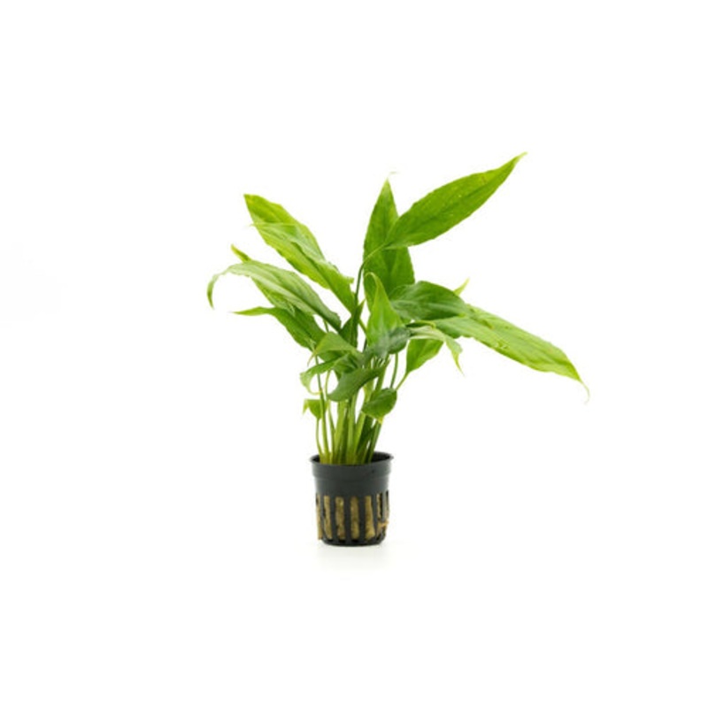 Spathiphyllum Wallishi - Peace Lily