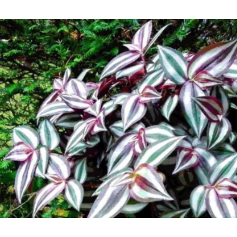 Tradescantia zebrina (PURPLE)