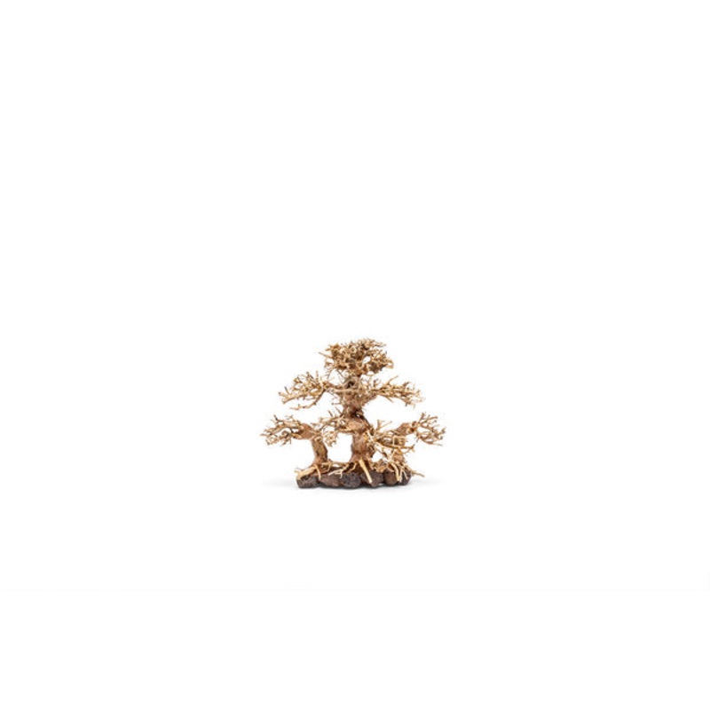 UNS Bonsai 004