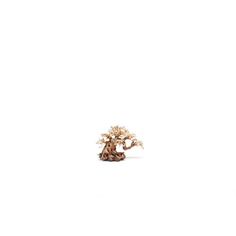 UNS Bonsai 014