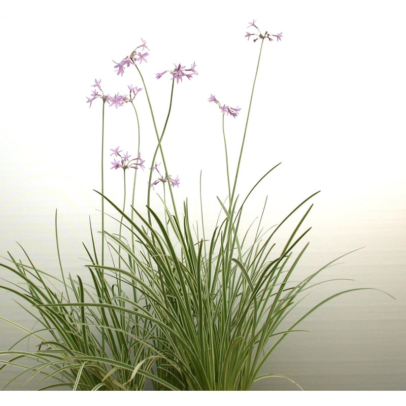 Variegated Society Garlic (Tulbaghia violacea Variegata)