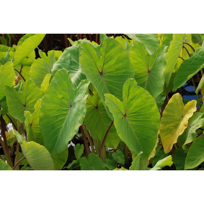 YELLOW ELENA TARO PLANT