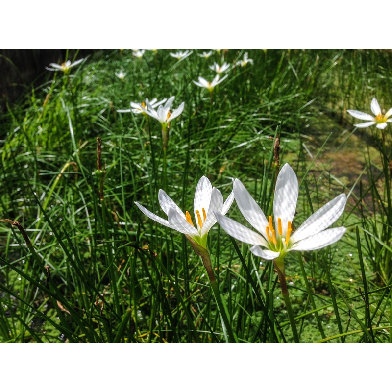 Zephyranthes candida ZEPHYR LILY